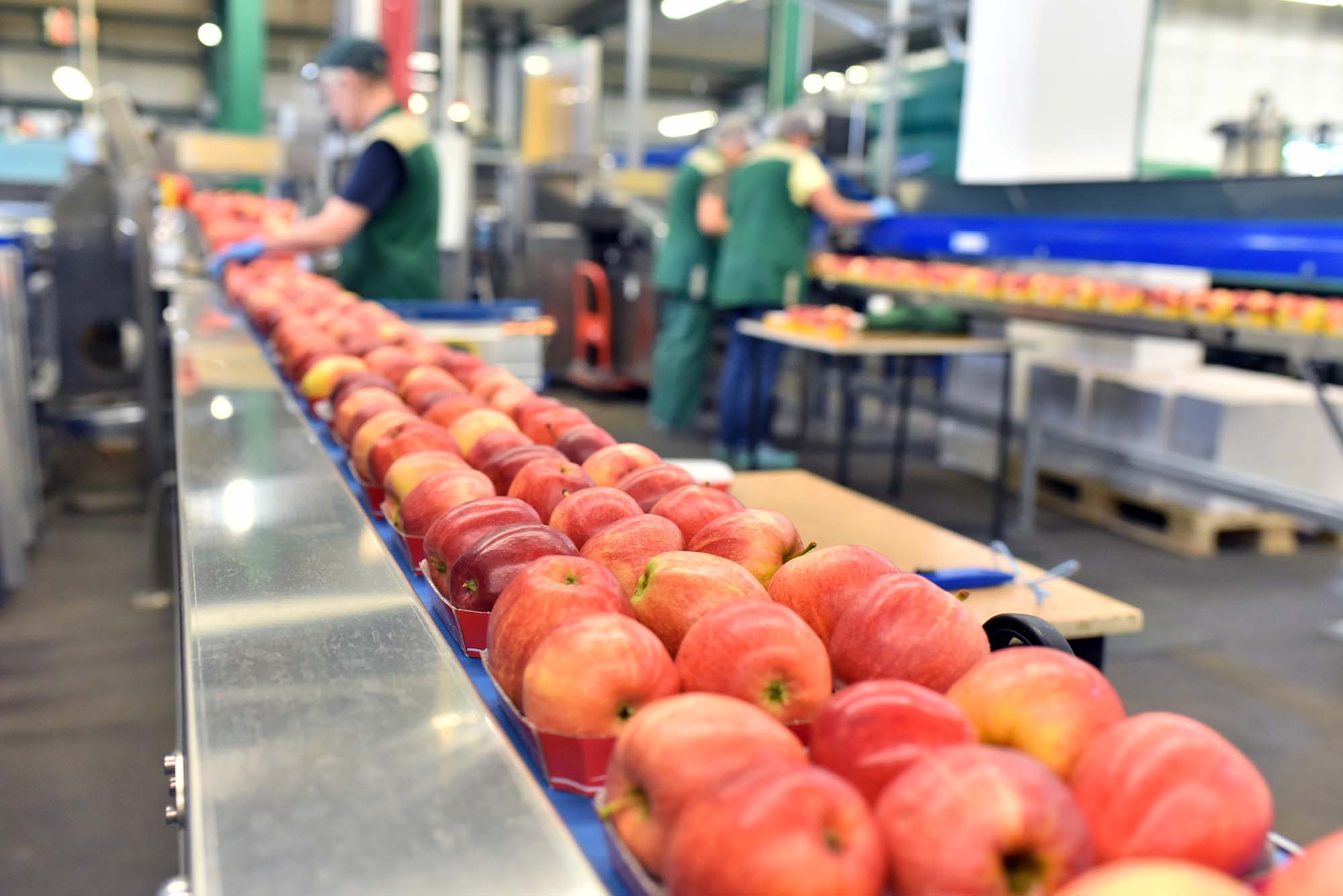 clsoe of up of a line of apples in a manufacturing plant